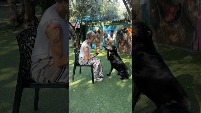 "Denizli Köpek Oteli & Köpek Eğitimi" videosunun kapak görseli