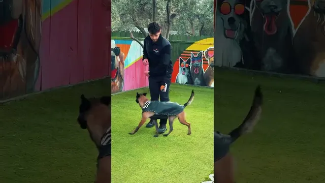 "Eğitim Sahasında Malinois Çalışması" videosunun kapak görseli