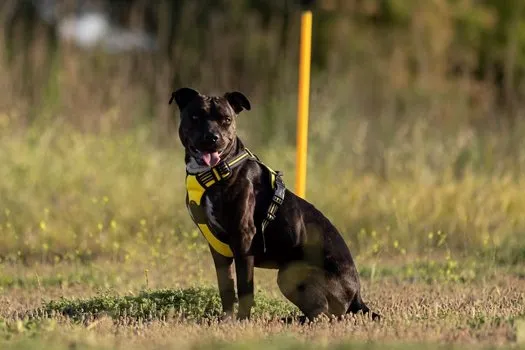 Çimenlik bir alanda oturan, sarı göğüs tasması takan koyu kahverengi bir köpeğin fotoğrafı; arkada sarı bir direk ve gün batımı ışığı görülüyor