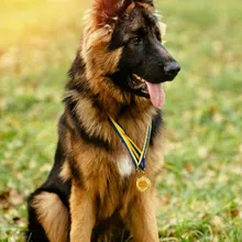 Boynunda madalyalar asılı, çimenlik bir alanda oturan uzun tüylü bir Alman çoban köpeği