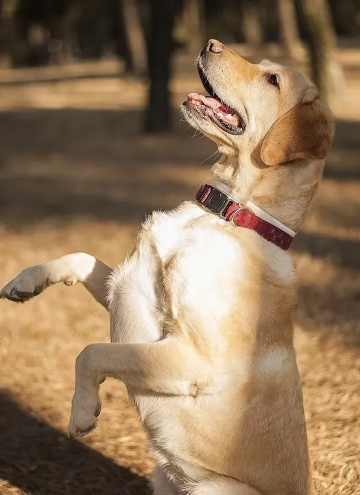 Kırmızı tasmalı sarı bir labrador köpeğinin arka ayakları üzerinde doğrulup ön patilerini kaldırdığı fotoğrafı