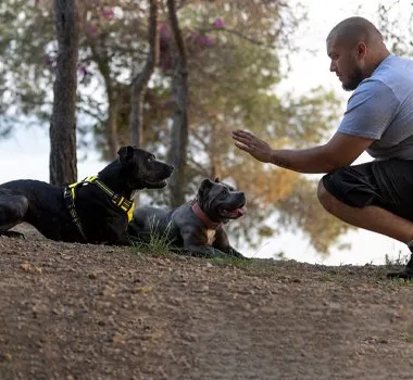 Toprak bir yolda yatan sarı tasmalı siyah bir köpek ile yanındaki küçük köpeğe elini uzatan çömelmiş bir adamın fotoğrafı; arkada ağaçlar ve su görülüyor