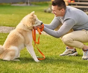 Çimenlik bir alanda çömelmiş bir adamın elindeki turuncu ipi ağzıyla tutan, sarı-krem renkli bir köpeğin fotoğrafı