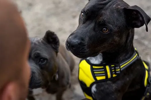 Sarı göğüs tasması takan siyah bir köpeğin yakın çekim fotoğrafı; arka planda bulanık başka bir köpek ve bir kişinin omzu görülüyor