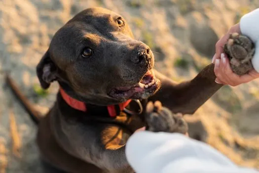 Kırmızı tasmalı koyu kahverengi bir köpeğin kumsalda patisini bir kişinin eline uzattığı yakın çekim fotoğrafı